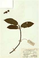 藏品(山龍爪)的圖片